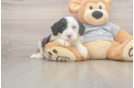 Funny Mini Sheepadoodle Poodle Mix Pup