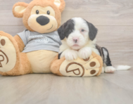 6 week old Mini Sheepadoodle Puppy For Sale - Puppy Love PR