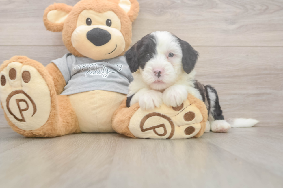 5 week old Mini Sheepadoodle Puppy For Sale - Puppy Love PR