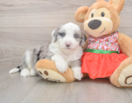 6 week old Mini Sheepadoodle Puppy For Sale - Puppy Love PR