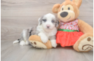 Mini Sheepadoodle Puppy for Adoption