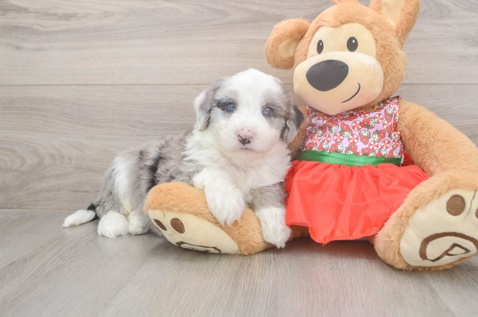 5 week old Mini Sheepadoodle Puppy For Sale - Puppy Love PR