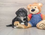 5 week old Mini Sheepadoodle Puppy For Sale - Puppy Love PR