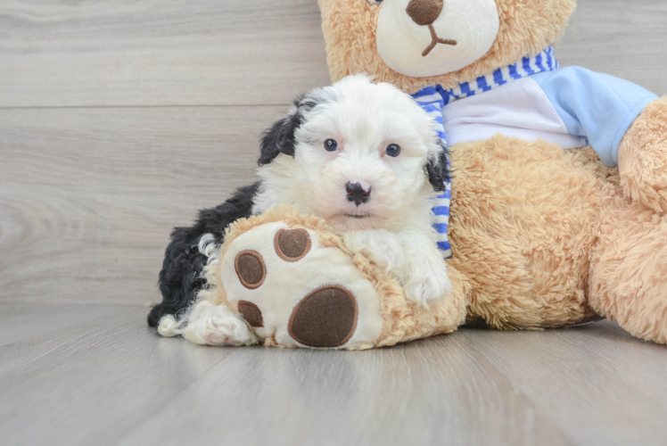 Best Mini Sheepadoodle Baby
