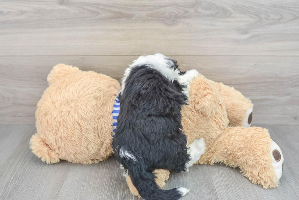 Small Mini Sheepadoodle Baby