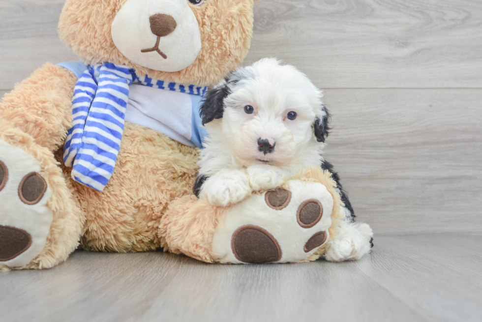 Best Mini Sheepadoodle Baby