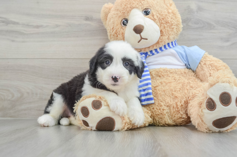 7 week old Mini Sheepadoodle Puppy For Sale - Puppy Love PR