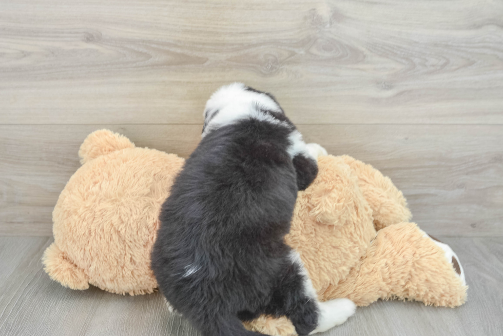 Mini Sheepadoodle Pup Being Cute