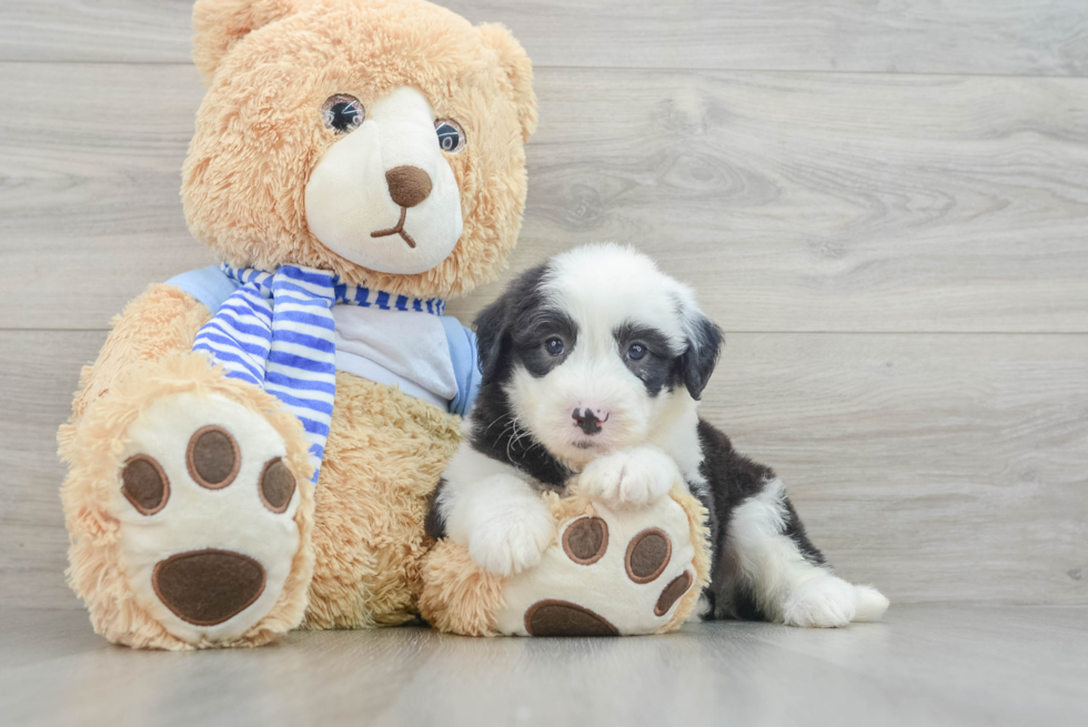 Mini Sheepadoodle Puppy for Adoption