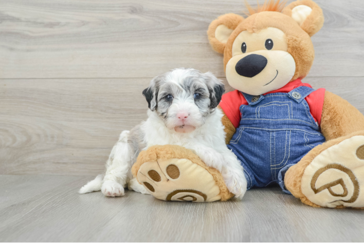 Meet Maeve - our Mini Sheepadoodle Puppy Photo 1/3 - Puppy Love PR Best Mini Sheepadoodle Baby