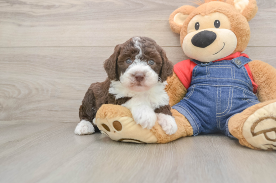 Best Mini Sheepadoodle Baby