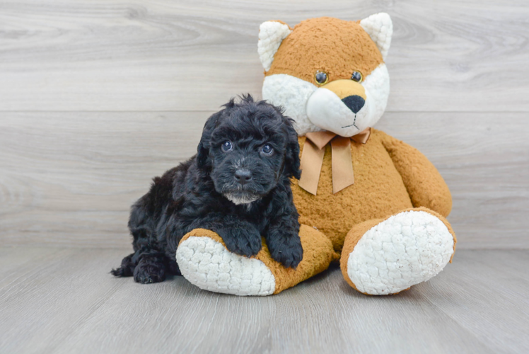 Meet Maeve - our Mini Sheepadoodle Puppy Photo 1/3 - Puppy Love PR Mini Sheepadoodle Puppy for Adoption