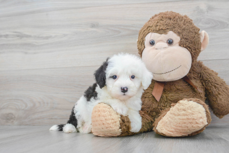 Meet Maeve - our Mini Sheepadoodle Puppy Photo 1/3 - Puppy Love PR Friendly Mini Sheepadoodle Baby