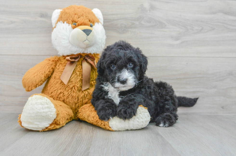 5 week old Mini Sheepadoodle Puppy For Sale - Puppy Love PR
