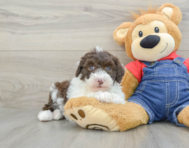 7 week old Mini Sheepadoodle Puppy For Sale - Puppy Love PR