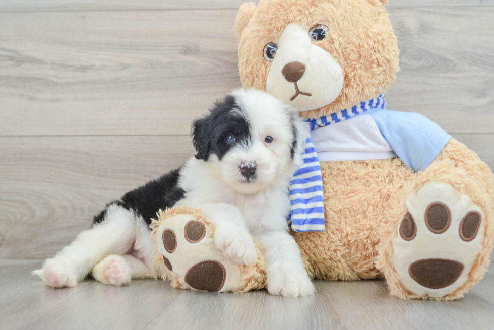 Mini Sheepadoodle Pup Being Cute