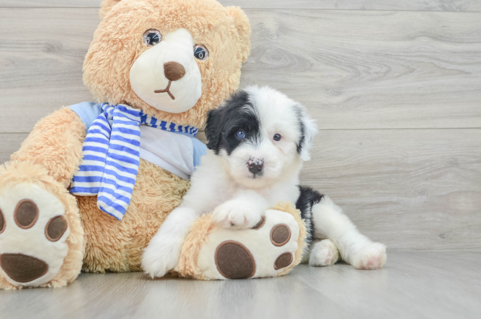 7 week old Mini Sheepadoodle Puppy For Sale - Puppy Love PR