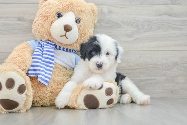 Meet Mandalay - our Mini Sheepadoodle Puppy Photo 1/3 - Puppy Love PR Best Mini Sheepadoodle Baby