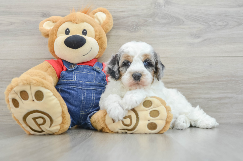 Playful Sheepdoodle Poodle Mix Puppy