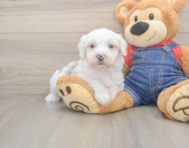 6 week old Mini Sheepadoodle Puppy For Sale - Puppy Love PR