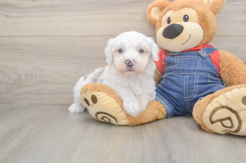 6 week old Mini Sheepadoodle Puppy For Sale - Puppy Love PR