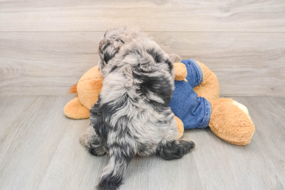 Small Mini Sheepadoodle Baby