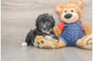 Best Mini Sheepadoodle Baby