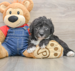 5 week old Mini Sheepadoodle Puppy For Sale - Puppy Love PR