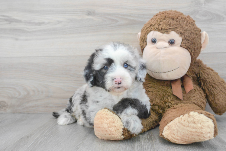 Meet Mandalay - our Mini Sheepadoodle Puppy Photo 1/3 - Puppy Love PR Mini Sheepadoodle Puppy for Adoption