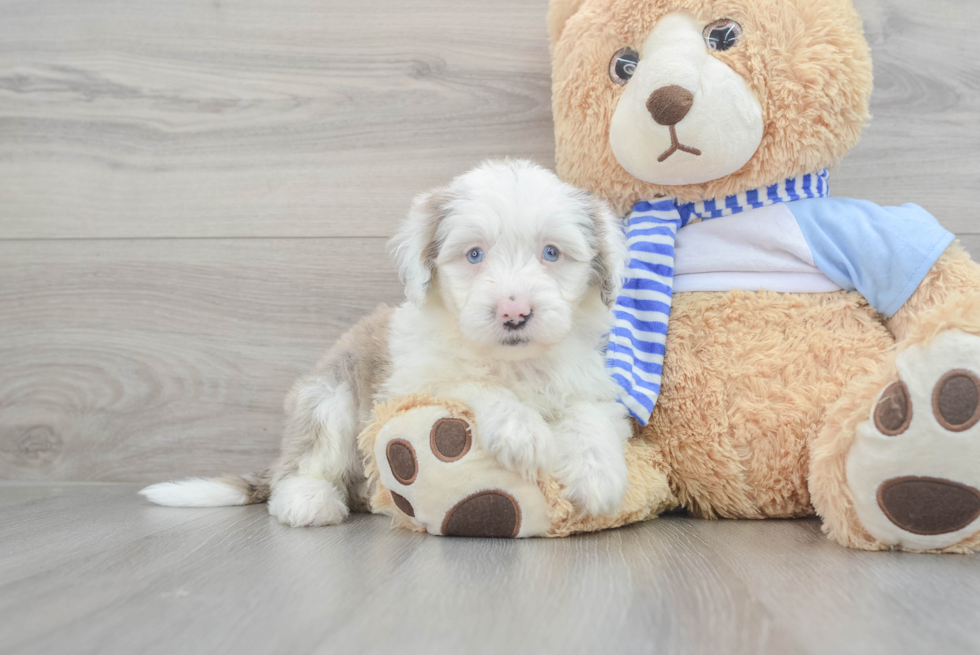 Fluffy Mini Sheepadoodle Poodle Mix Pup