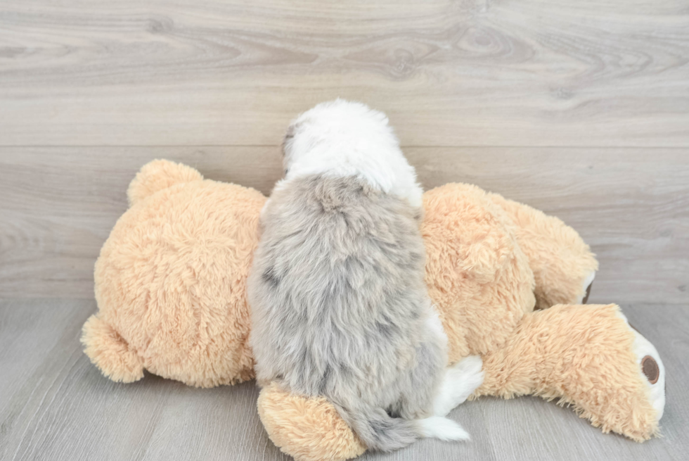 Playful Sheep Dog Poodle Mix Puppy