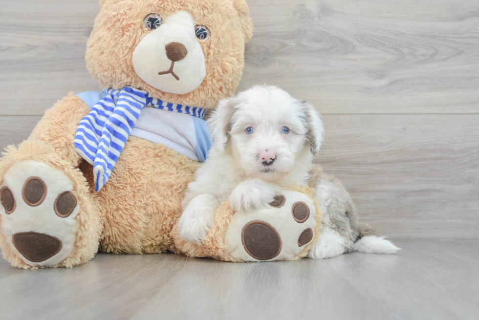 Mini Sheepadoodle Puppy for Adoption