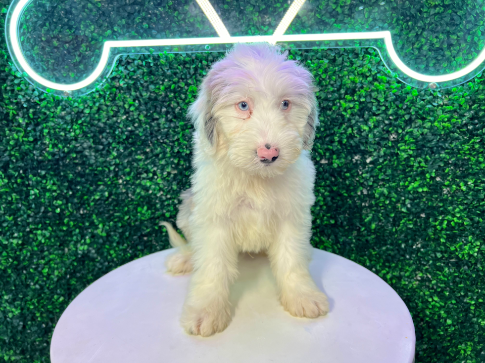 Mini Sheepadoodle Puppy for Adoption