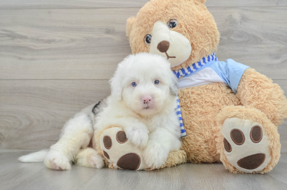 7 week old Mini Sheepadoodle Puppy For Sale - Puppy Love PR