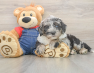6 week old Mini Sheepadoodle Puppy For Sale - Puppy Love PR