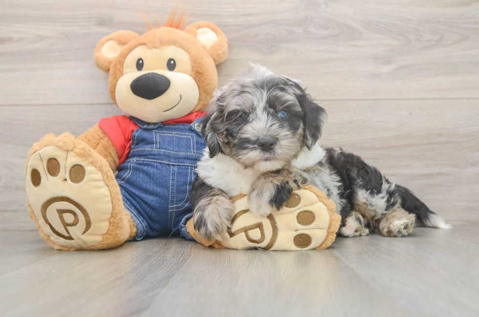6 week old Mini Sheepadoodle Puppy For Sale - Puppy Love PR