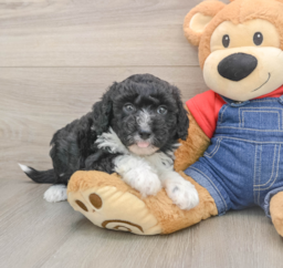 5 week old Mini Sheepadoodle Puppy For Sale - Puppy Love PR