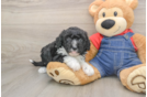 Happy Mini Sheepadoodle Baby