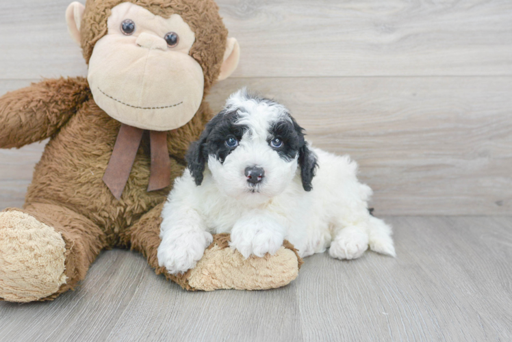 Meet Mandalorian - our Mini Sheepadoodle Puppy Photo 1/2 - Puppy Love PR Cute Mini Sheepadoodle Baby