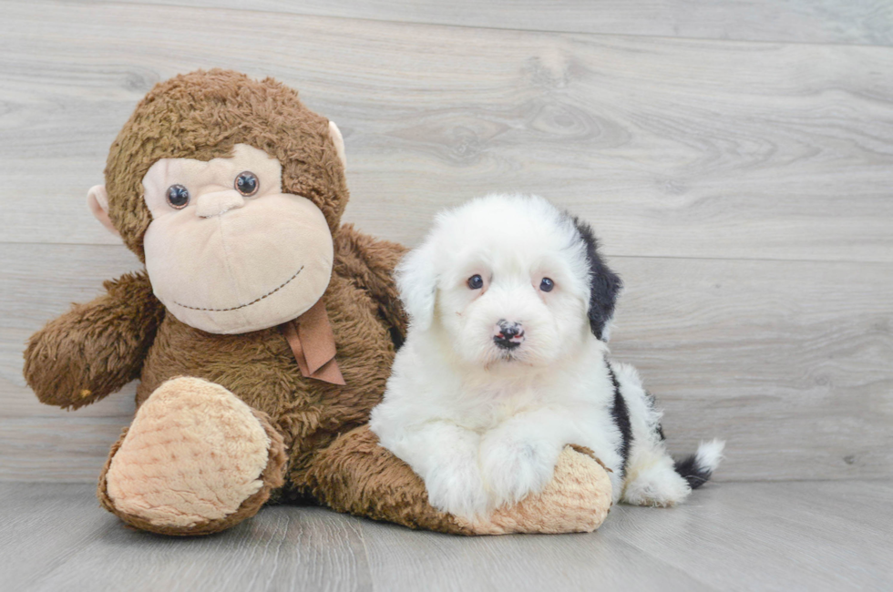 6 week old Mini Sheepadoodle Puppy For Sale - Puppy Love PR
