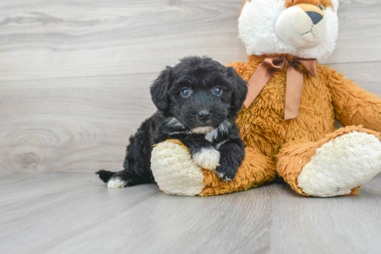 Meet Marla - our Mini Sheepadoodle Puppy Photo 1/3 - Puppy Love PR Popular Mini Sheepadoodle Poodle Mix Pup