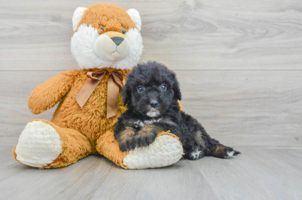 5 week old Mini Sheepadoodle Puppy For Sale - Puppy Love PR