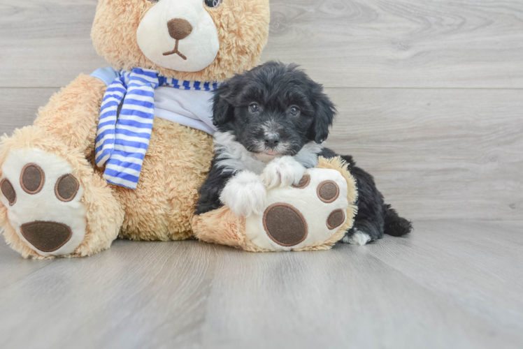Meet Marquee - our Mini Sheepadoodle Puppy Photo 1/3 - Puppy Love PR Mini Sheepadoodle Puppy for Adoption