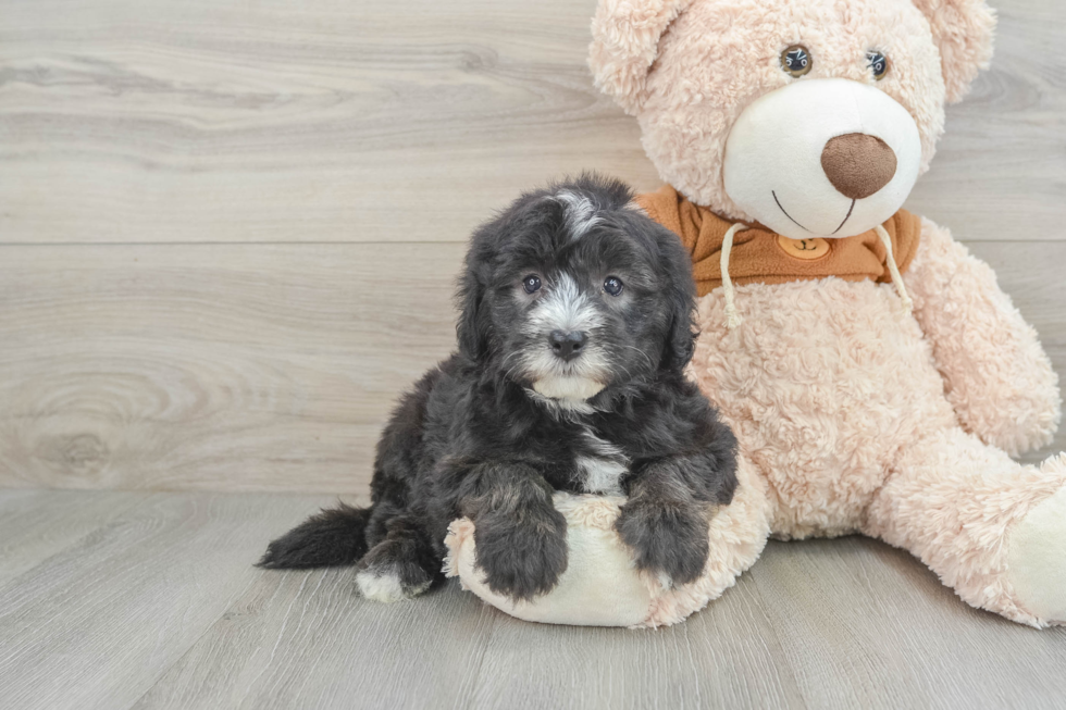 Cute Mini Sheepadoodle Baby