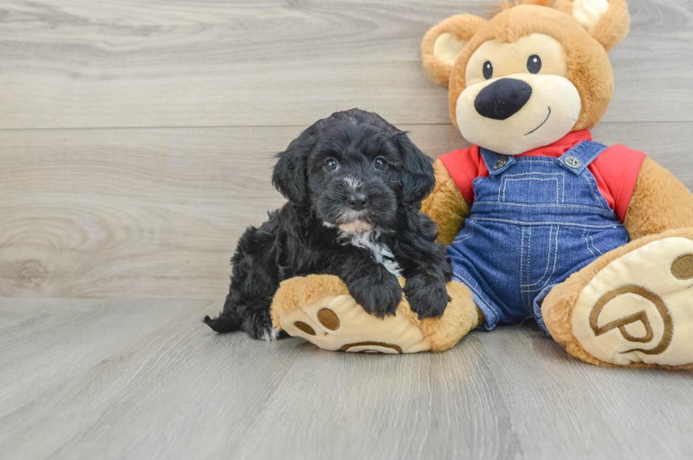 8 week old Mini Sheepadoodle Puppy For Sale - Puppy Love PR