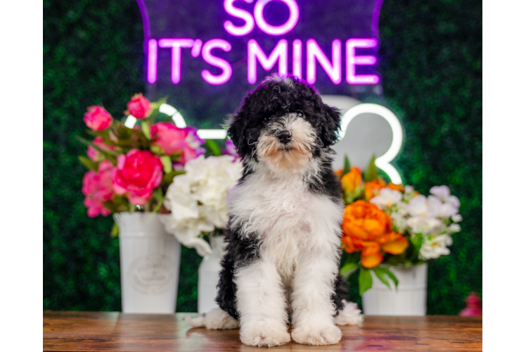 Best Mini Sheepadoodle Baby