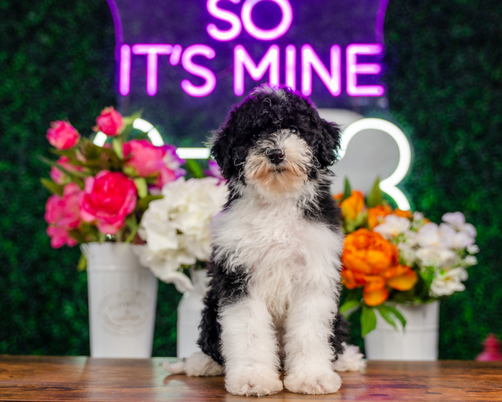 Best Mini Sheepadoodle Baby