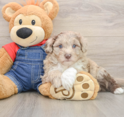 5 week old Mini Sheepadoodle Puppy For Sale - Puppy Love PR