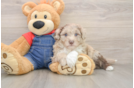 Mini Sheepadoodle Pup Being Cute