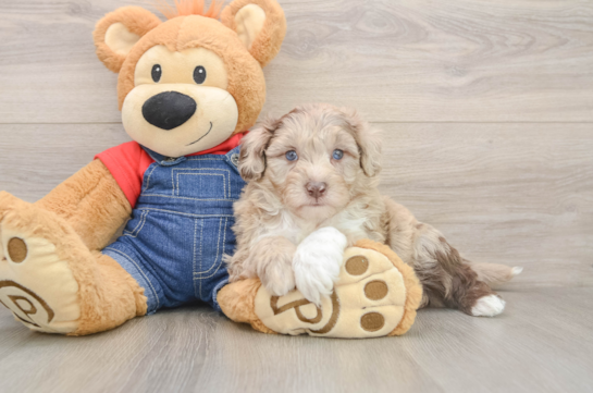 Mini Sheepadoodle Pup Being Cute